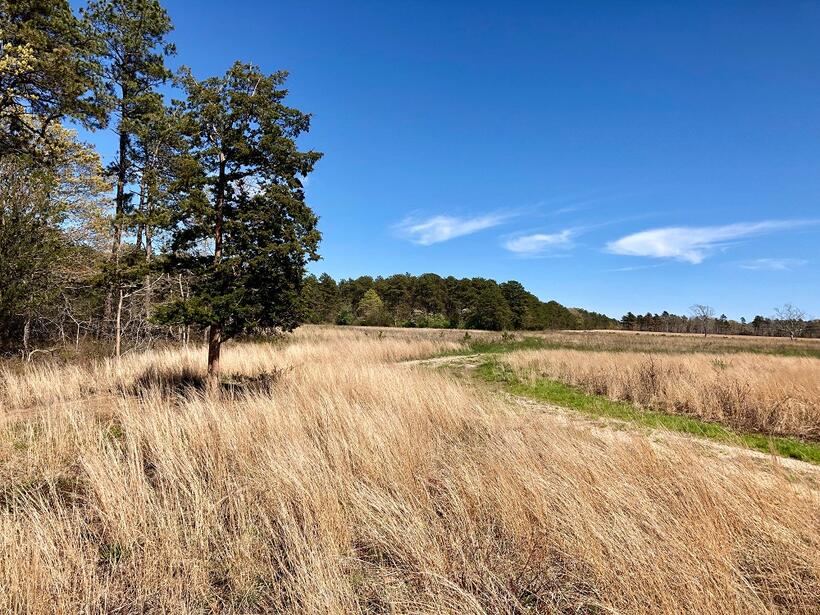 MassWildlife Lands: Frances A. Crane Wildlife Management Area | Mass.gov